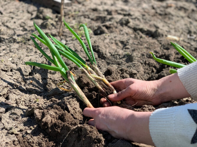 Perennial Onions